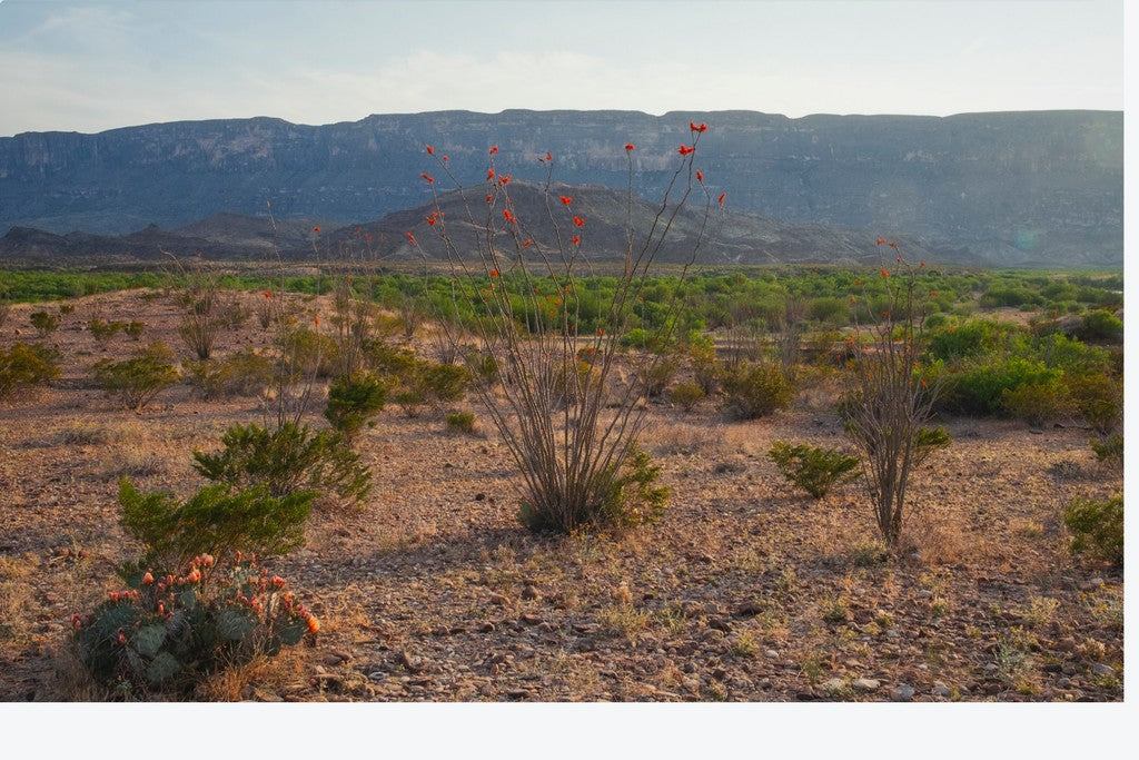 Ocotillo in Mountainscape