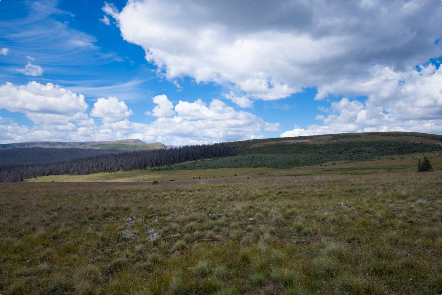 Soft Green Meadow
