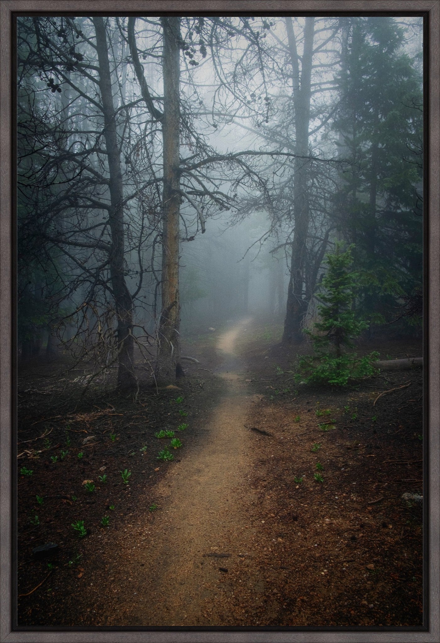 Foggy Mountain Path