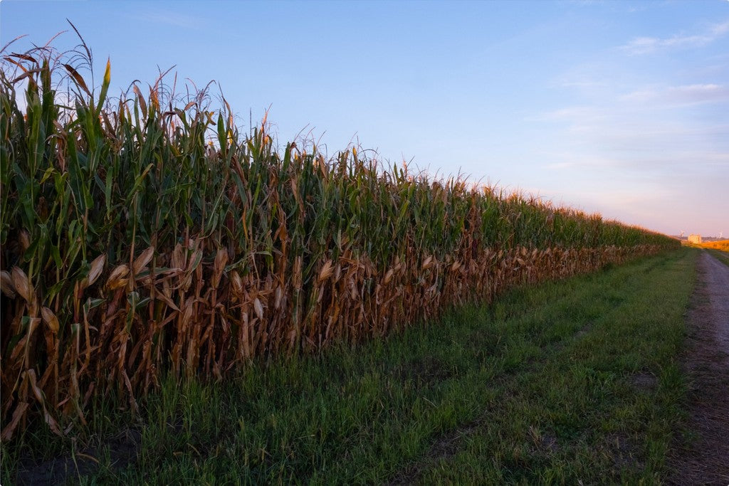 Land of the Tall Corn II