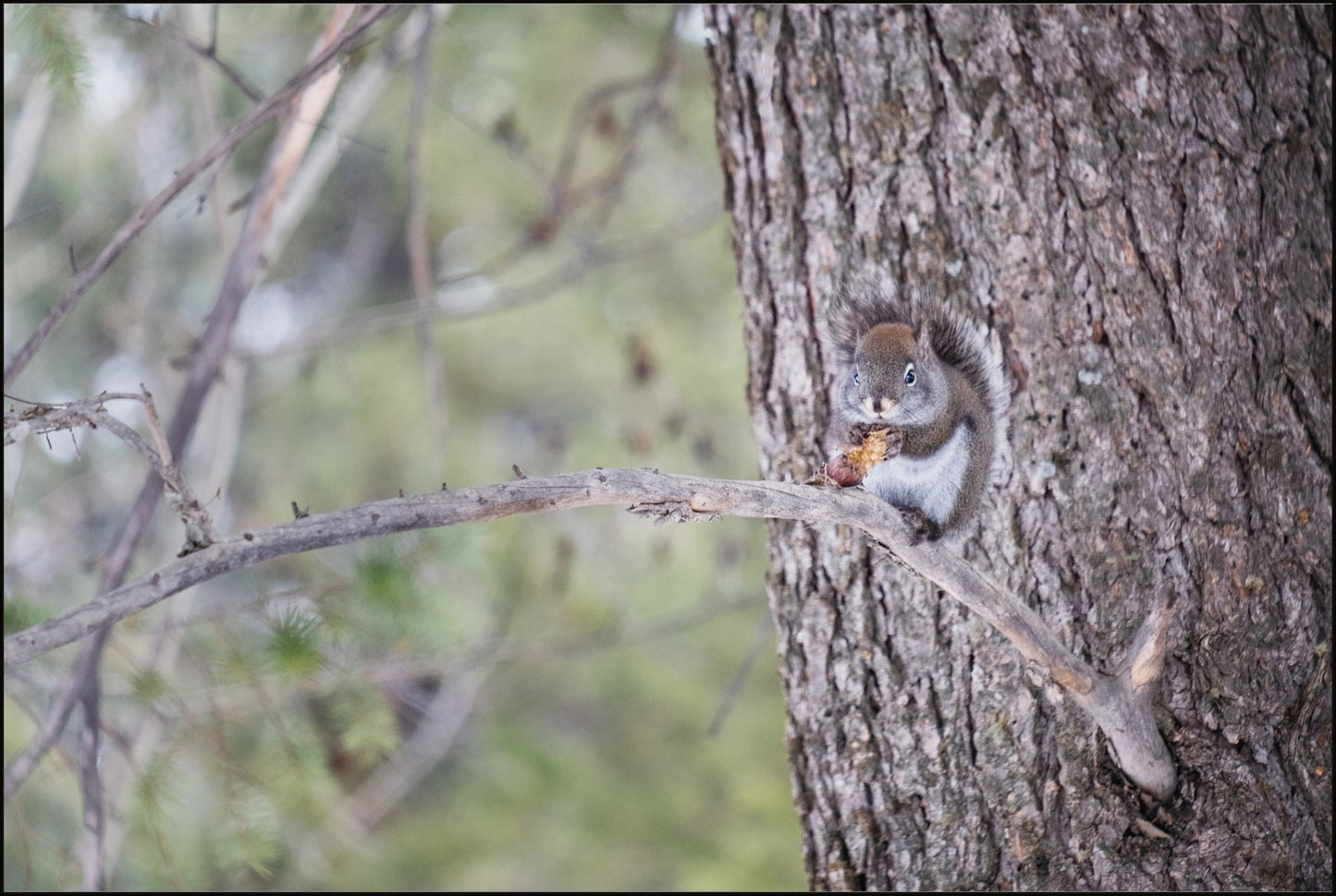 Squirrel & Pine Cone I