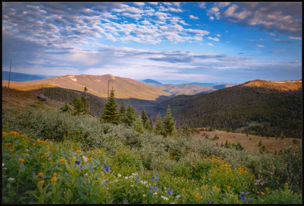 Wildflowers and Distant Valley