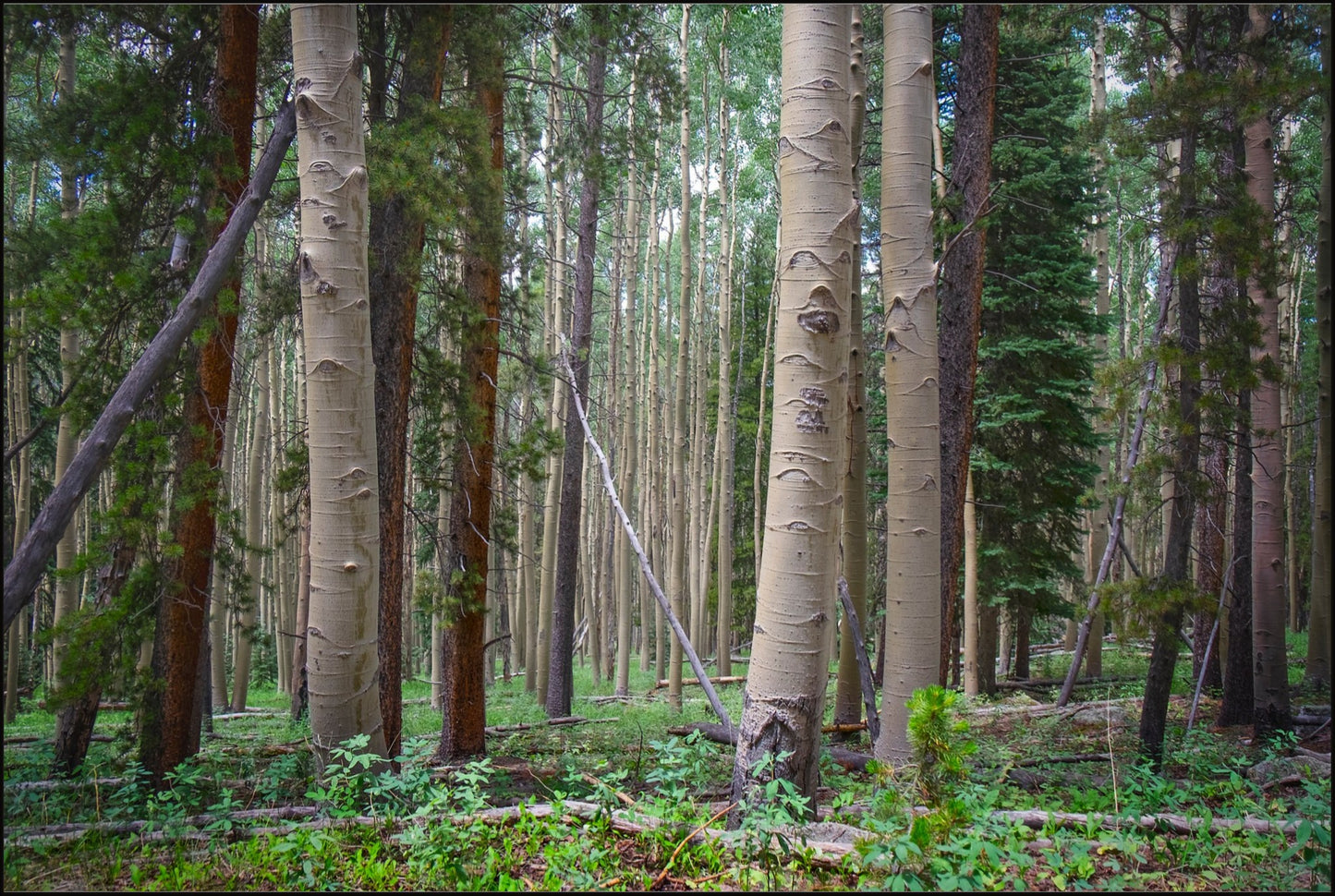 Trailside Perspective