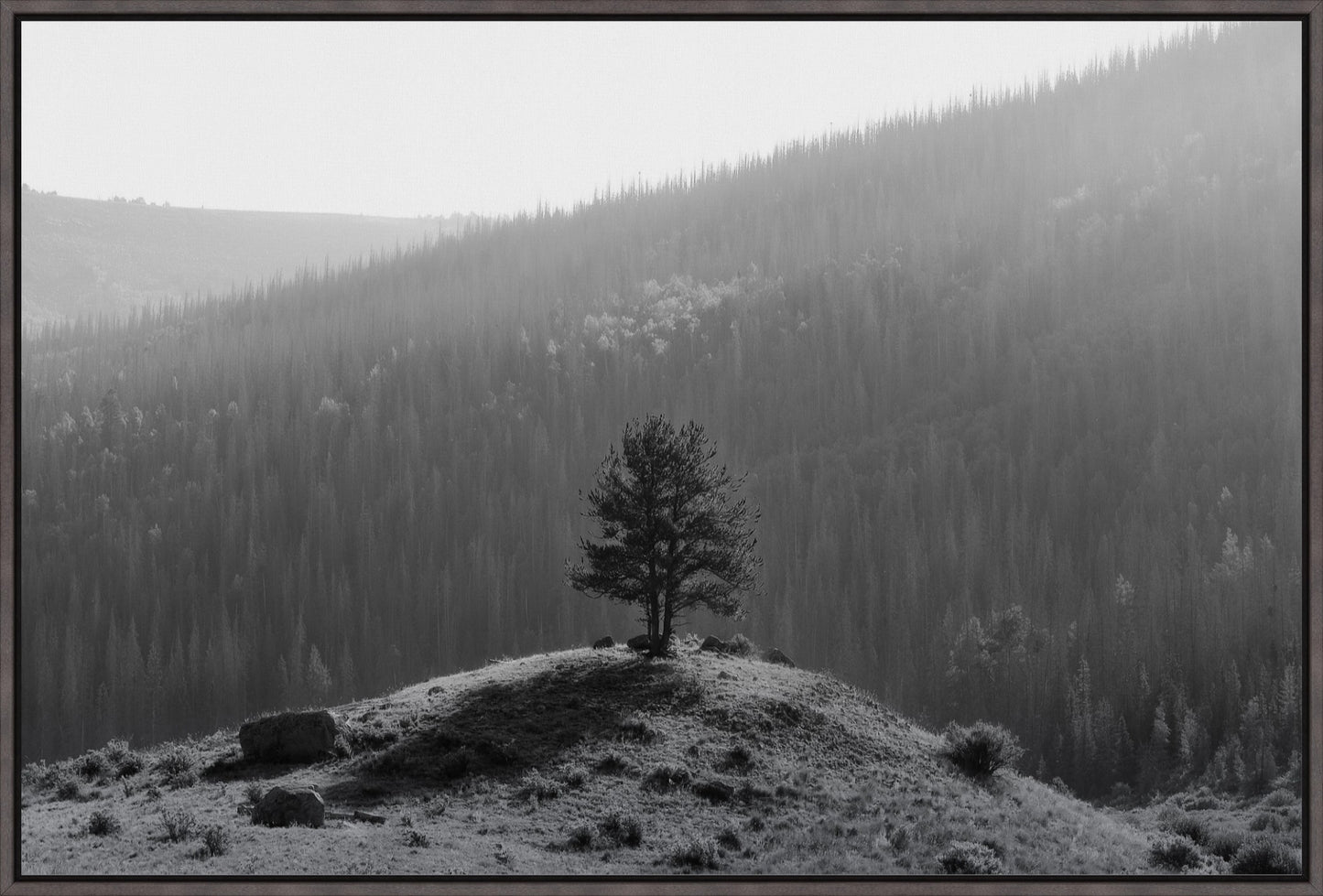 Tree on a Hill