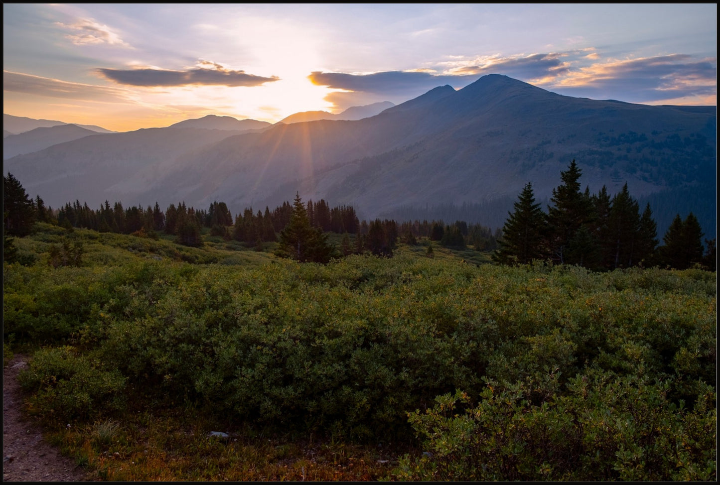 Willow Sunrise