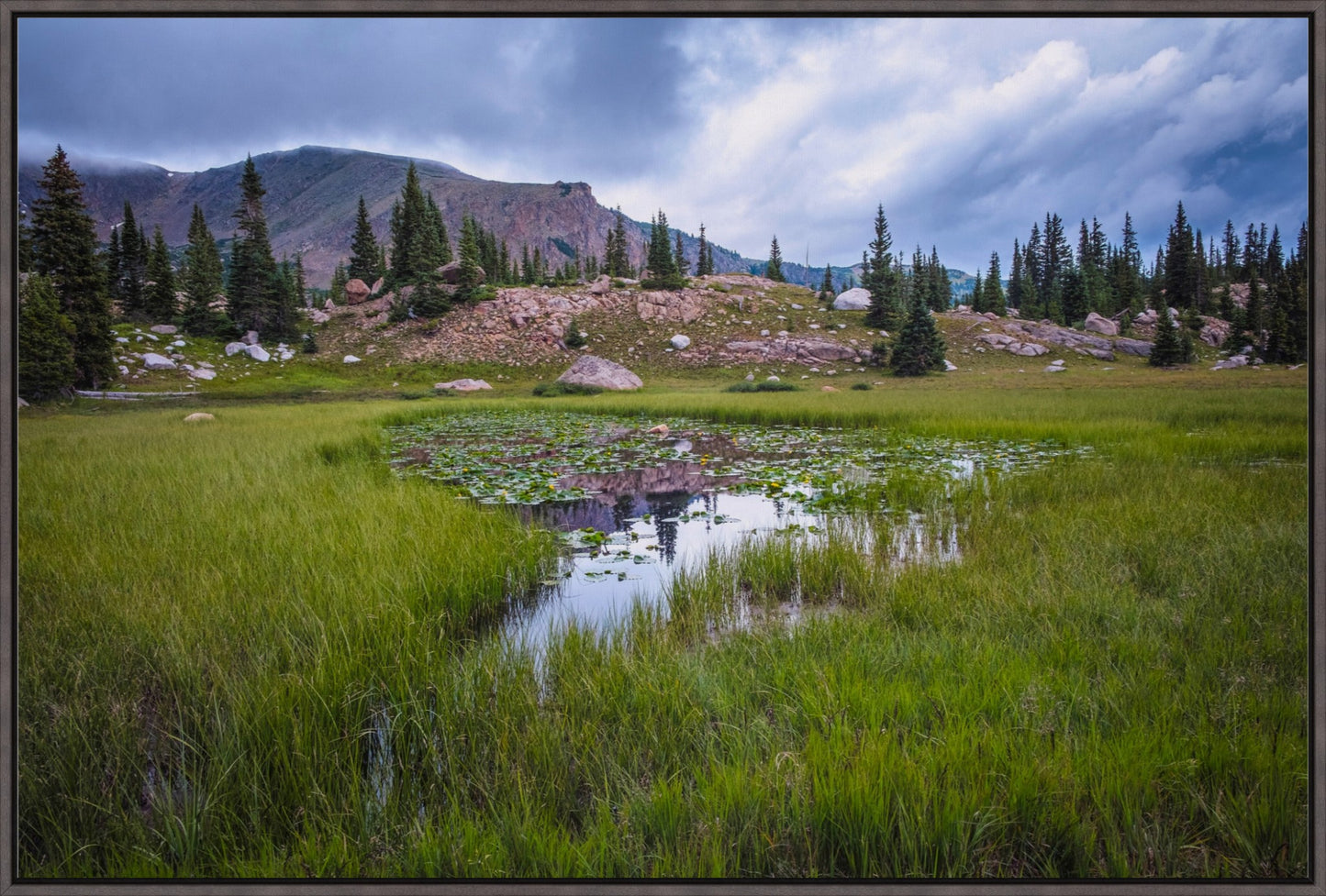 The Lily Pond