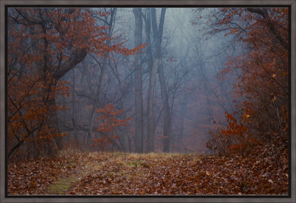 Foggy Winter Forest Path