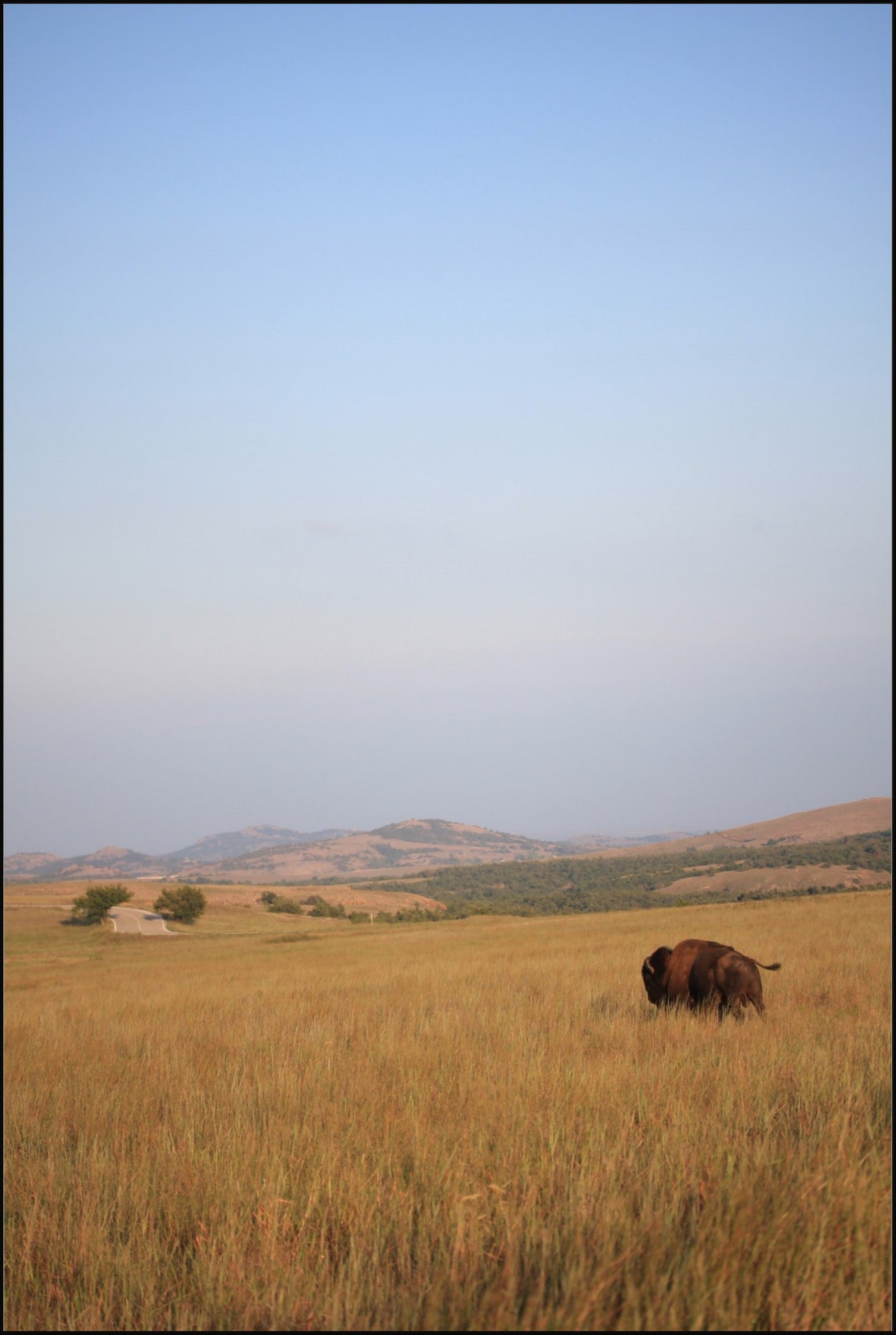 Kansas Bison