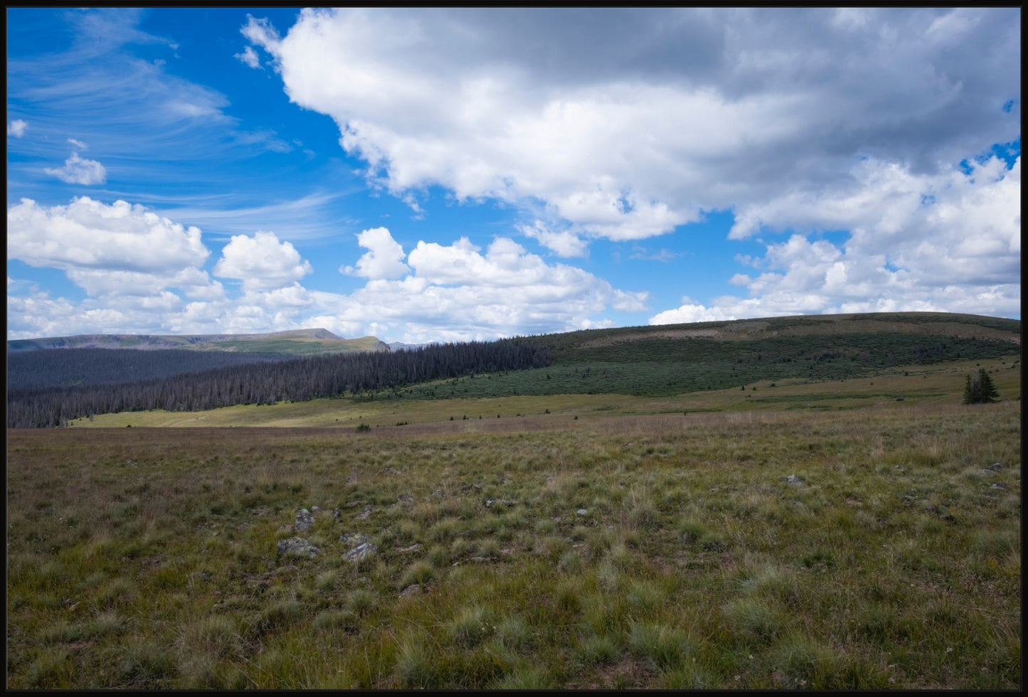 Soft Green Meadow