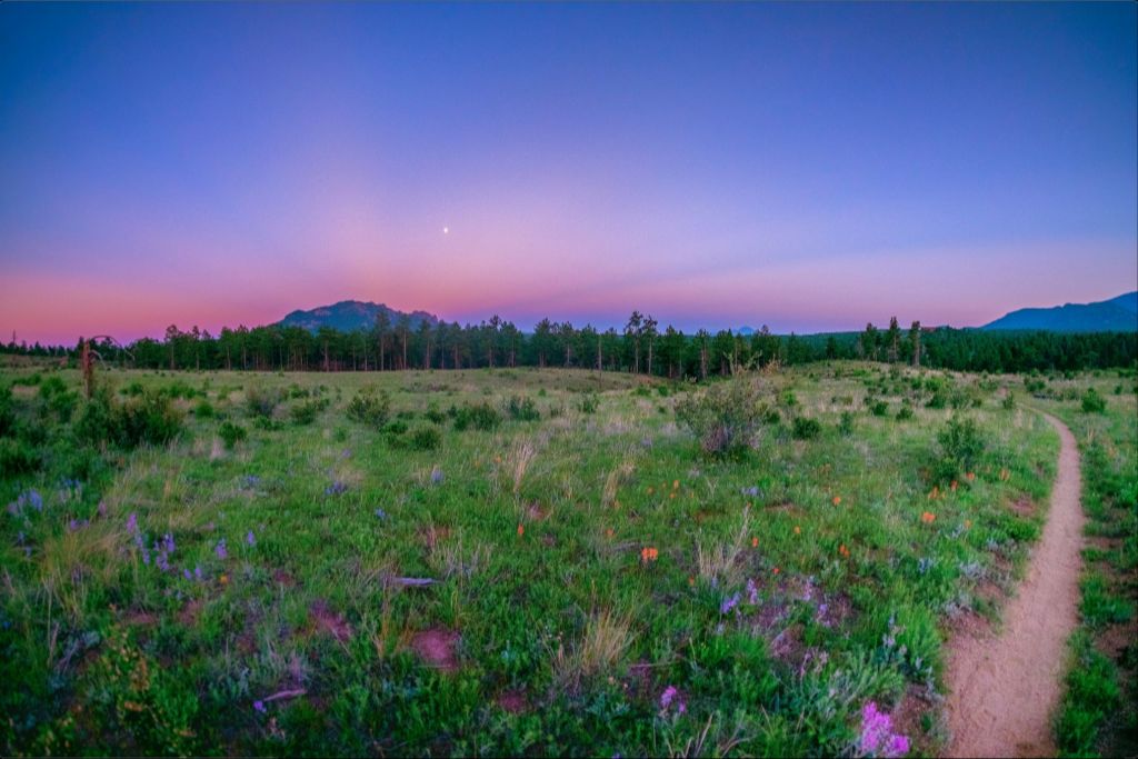 Burn Area Wildflowers