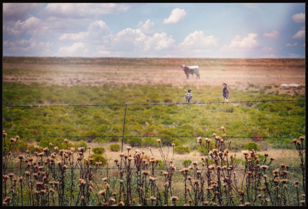 Fence Gossip II