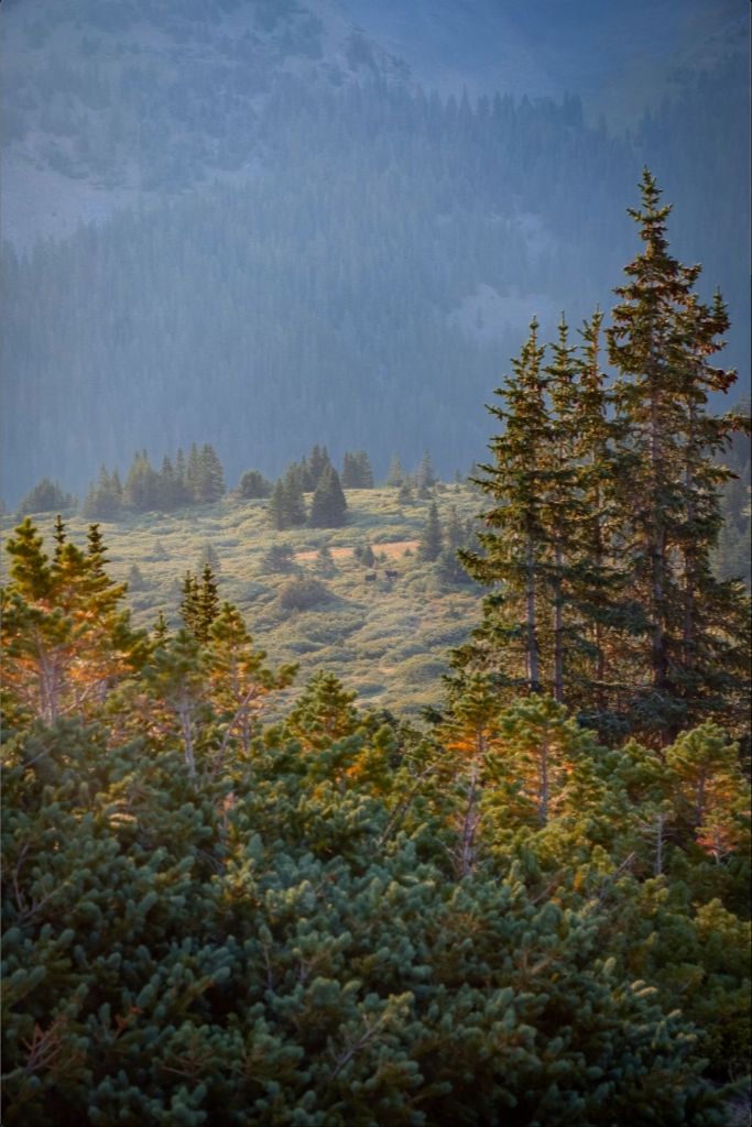 Moose Sunrise Vertical