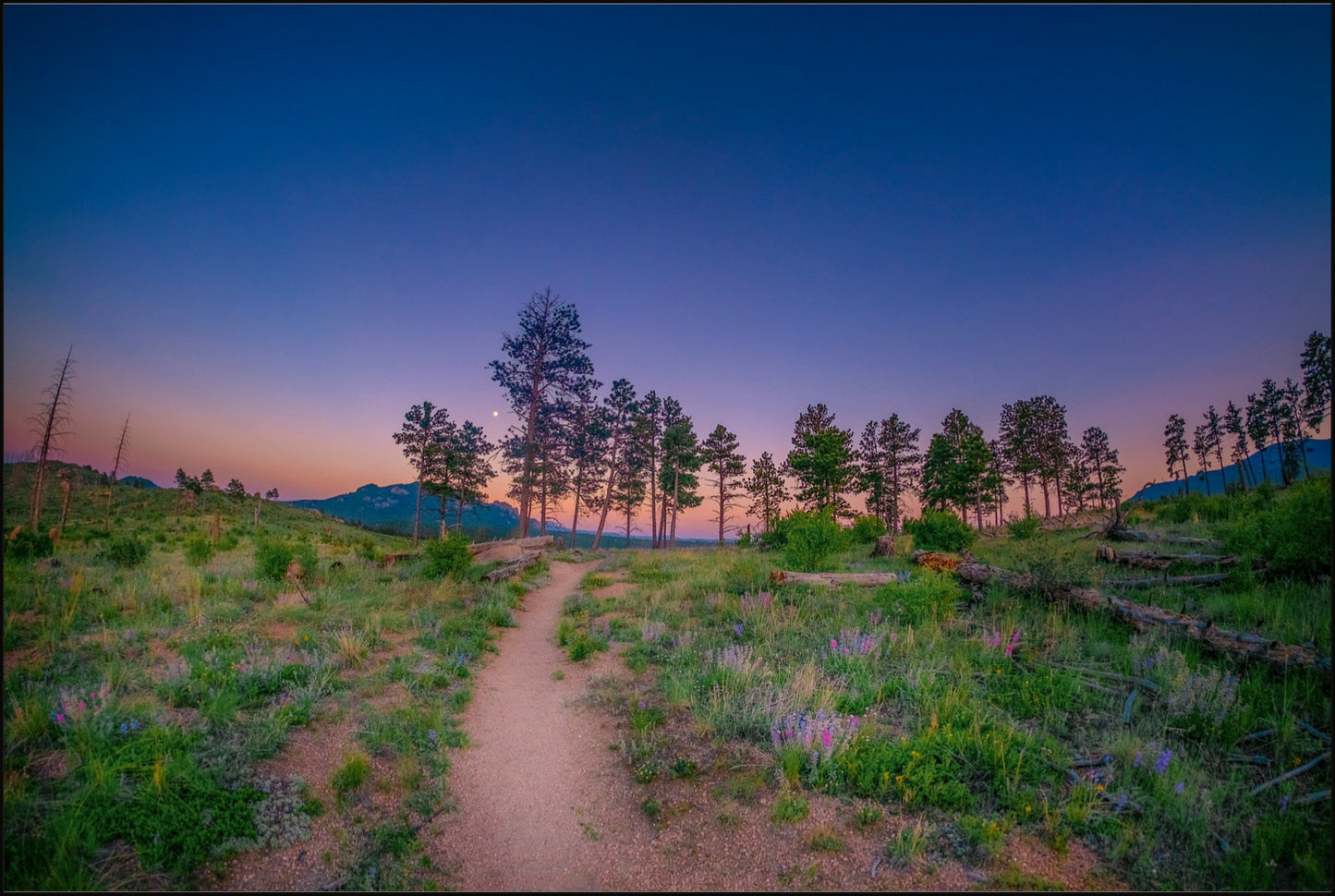 Burn Area Wildflowers II