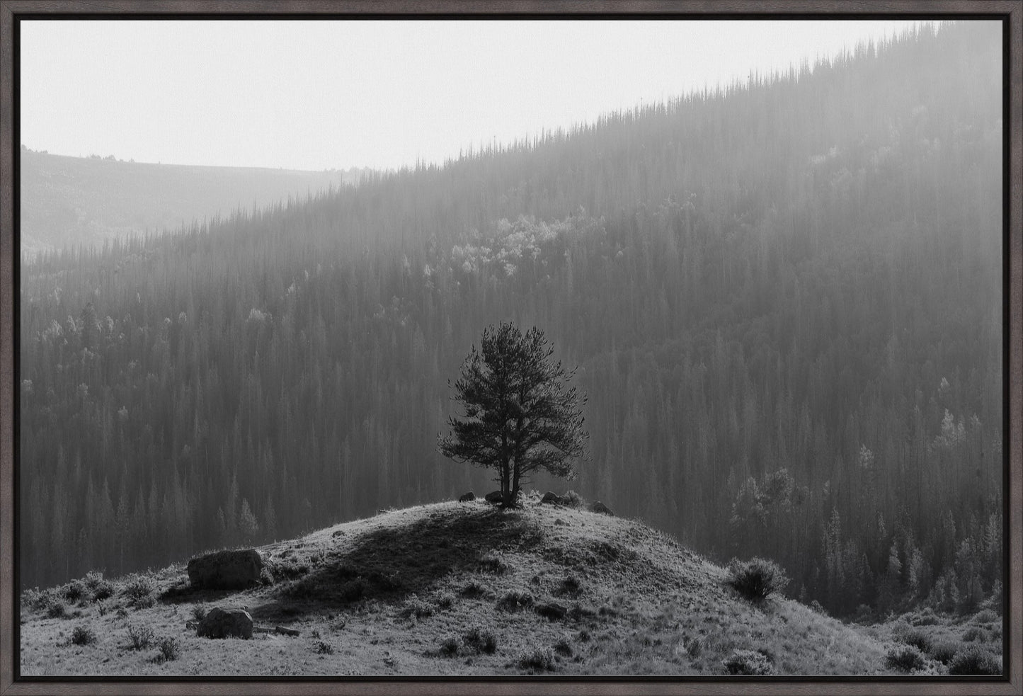 Tree on a Hill
