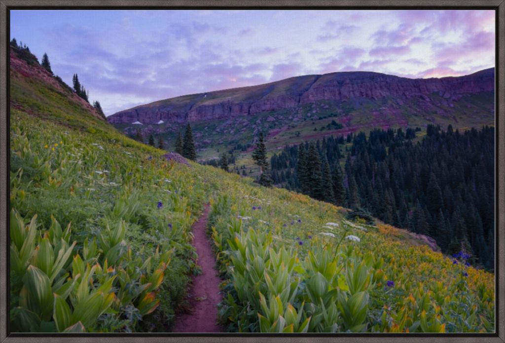 Corn Lily Sunrise II