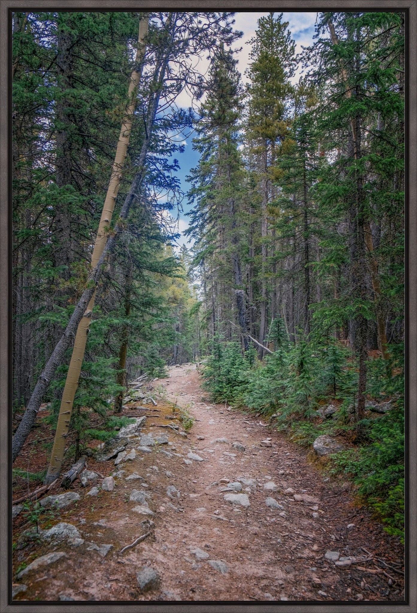 Forest Path