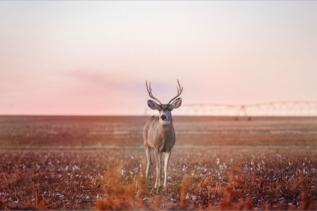 Golden Hour Mule Deer Buck