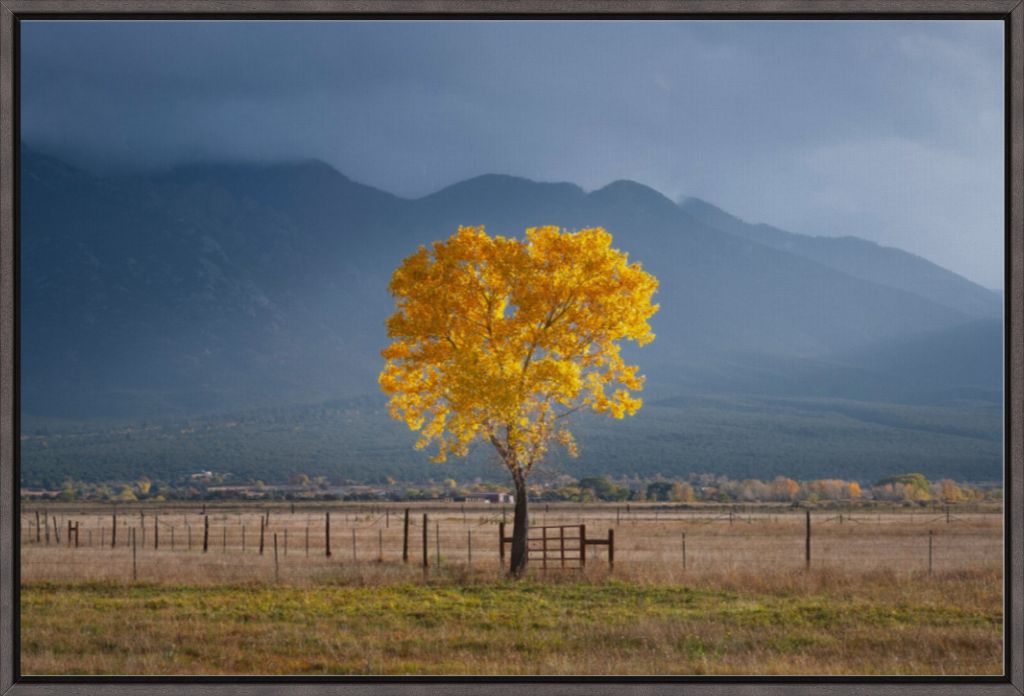 Solitary Cottonwood I