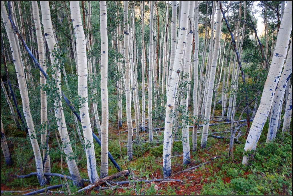 Wall of Aspens