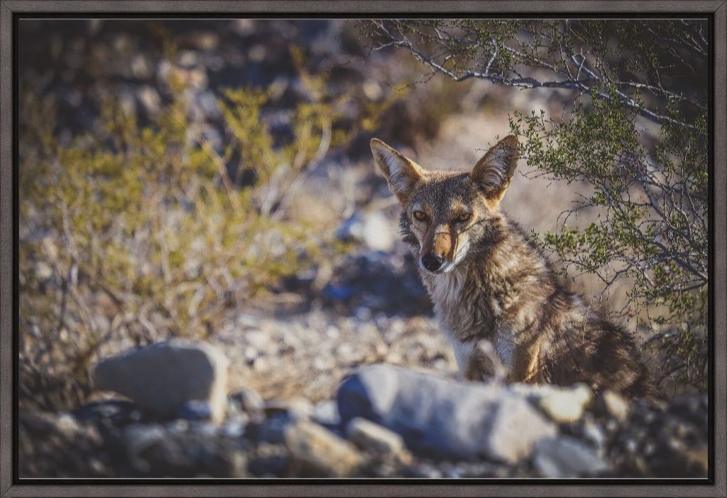 Coyote Gaze