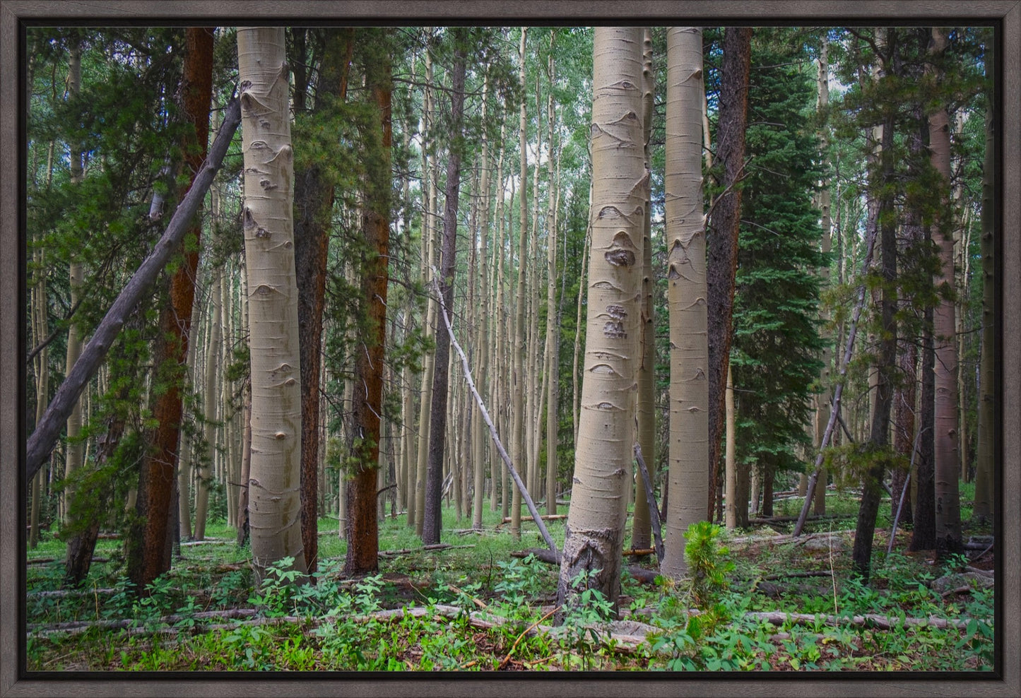 Trailside Perspective