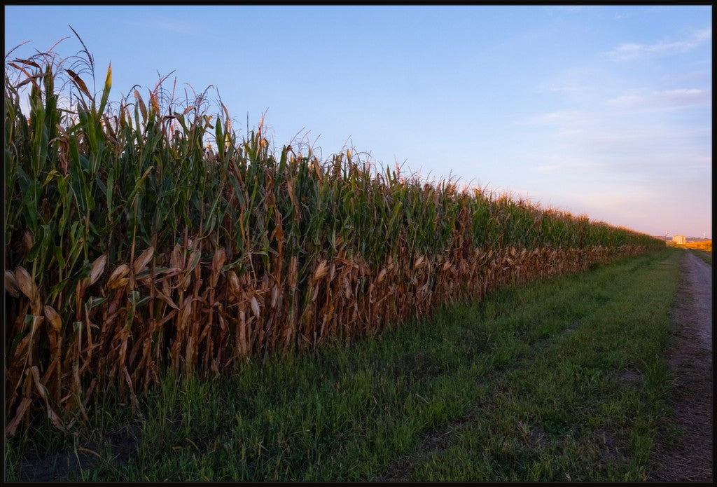 Land of the Tall Corn II