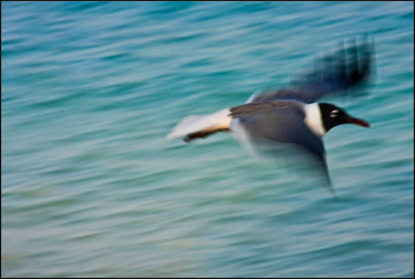 Grand Bahama Gull No. 2