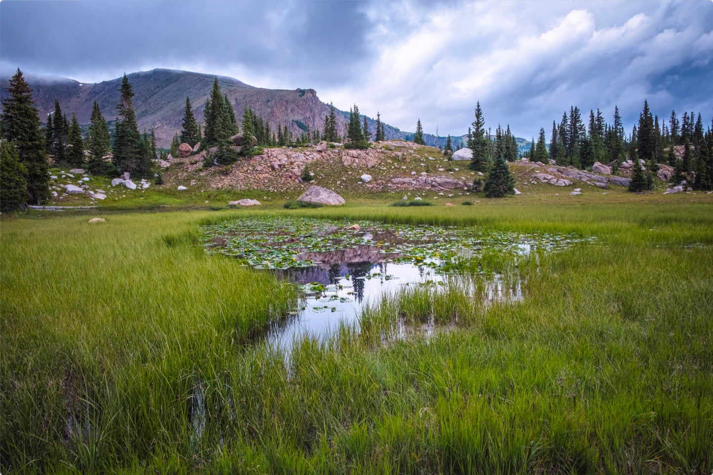 The Lily Pond