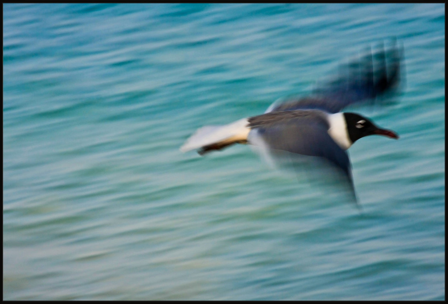 Grand Bahama Gull No. 2