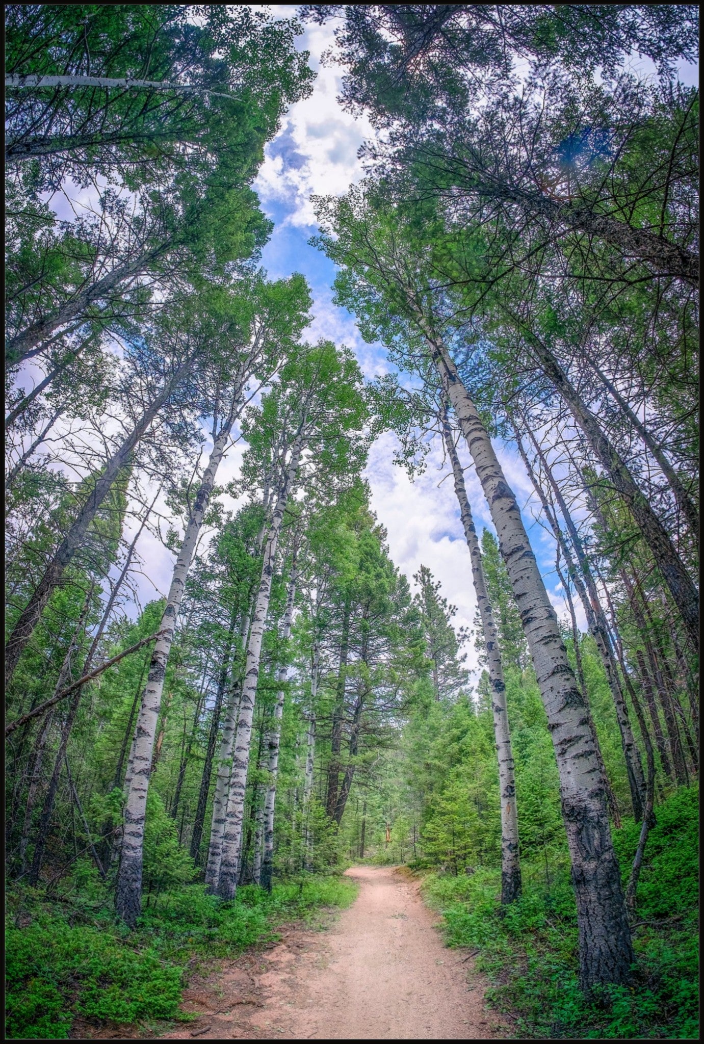 Forest Corridor