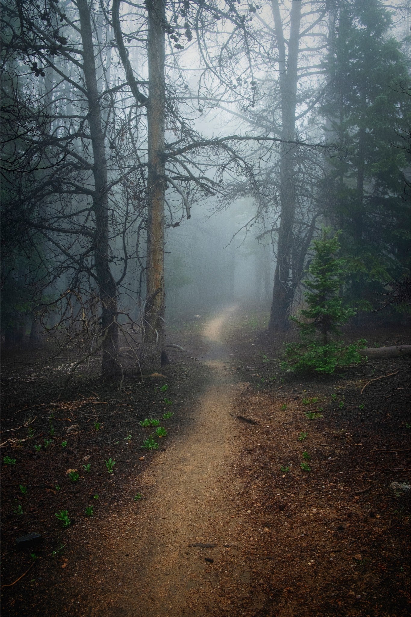 Foggy Mountain Path