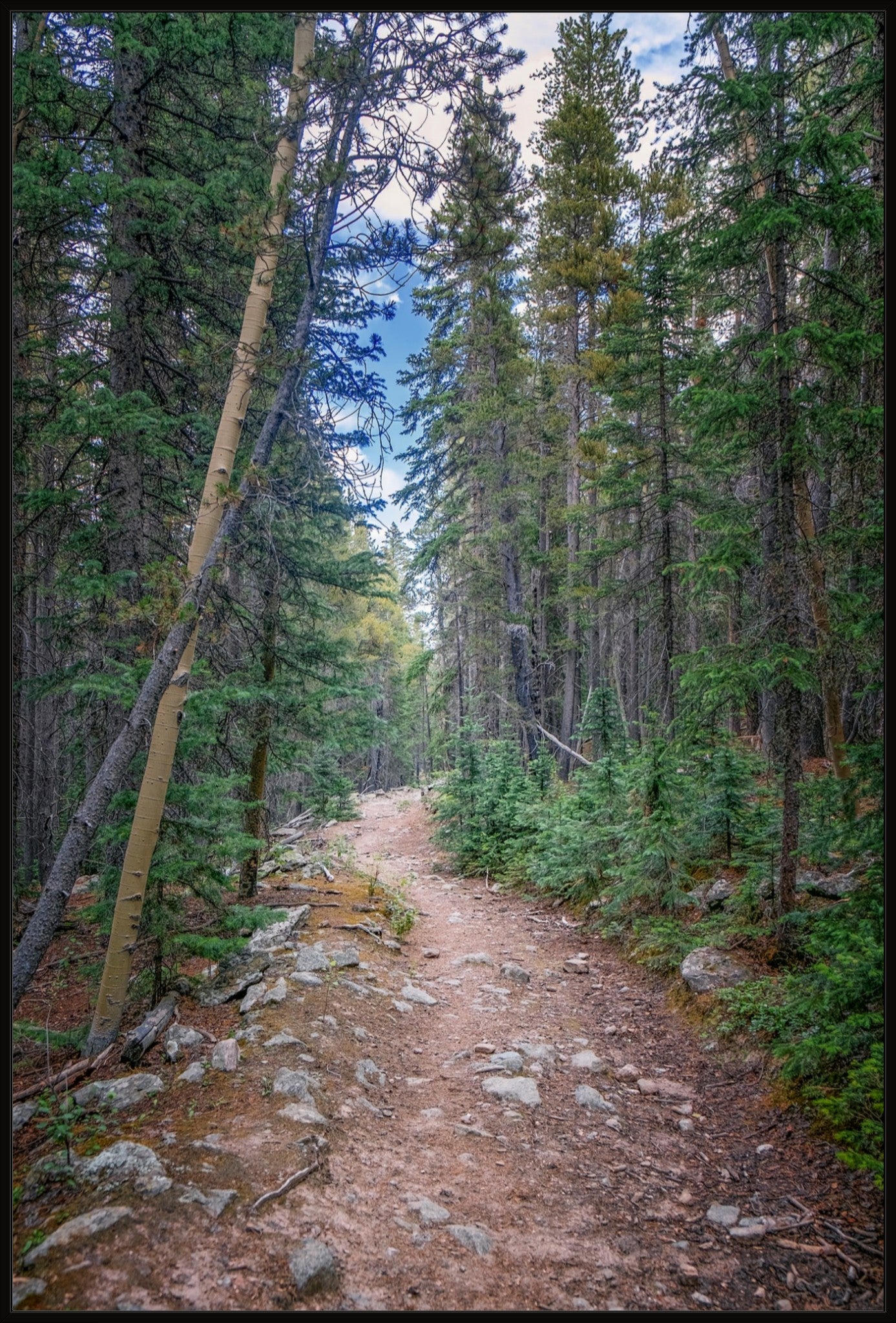 Forest Path