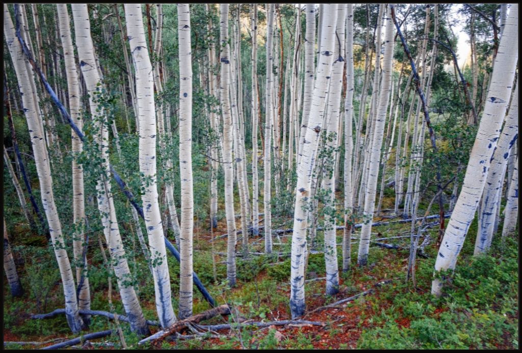 Wall of Aspens