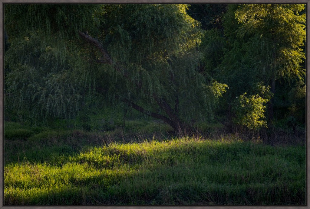Willow Tree in Late Afternoon Light