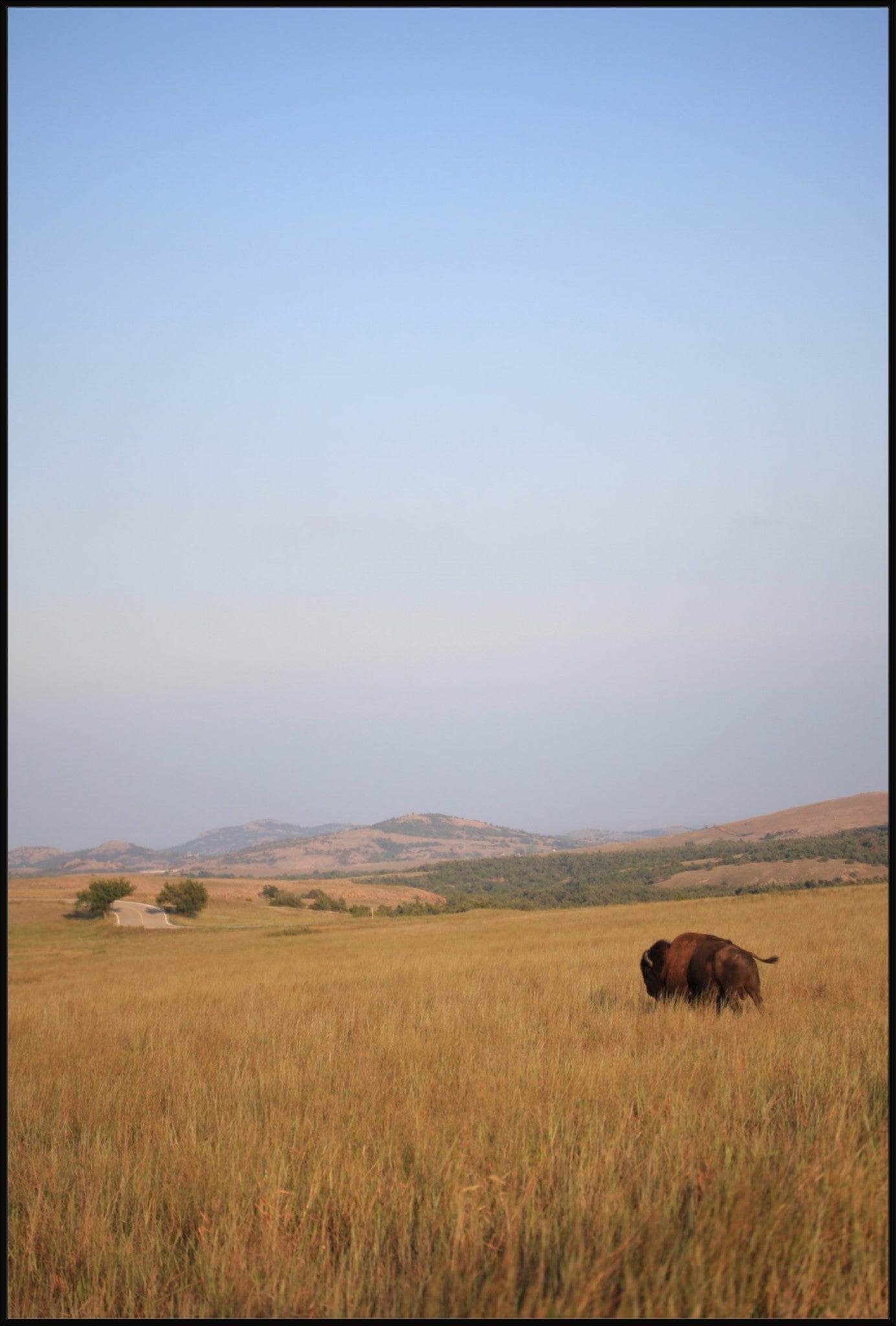 Kansas Bison
