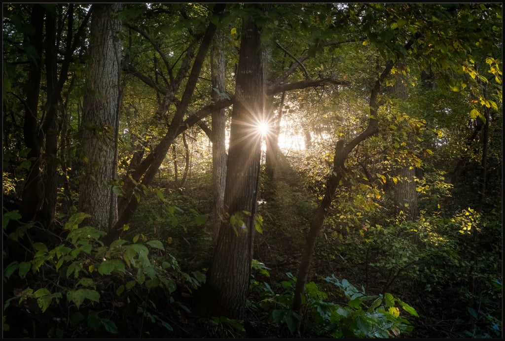 Woodland Sun Star