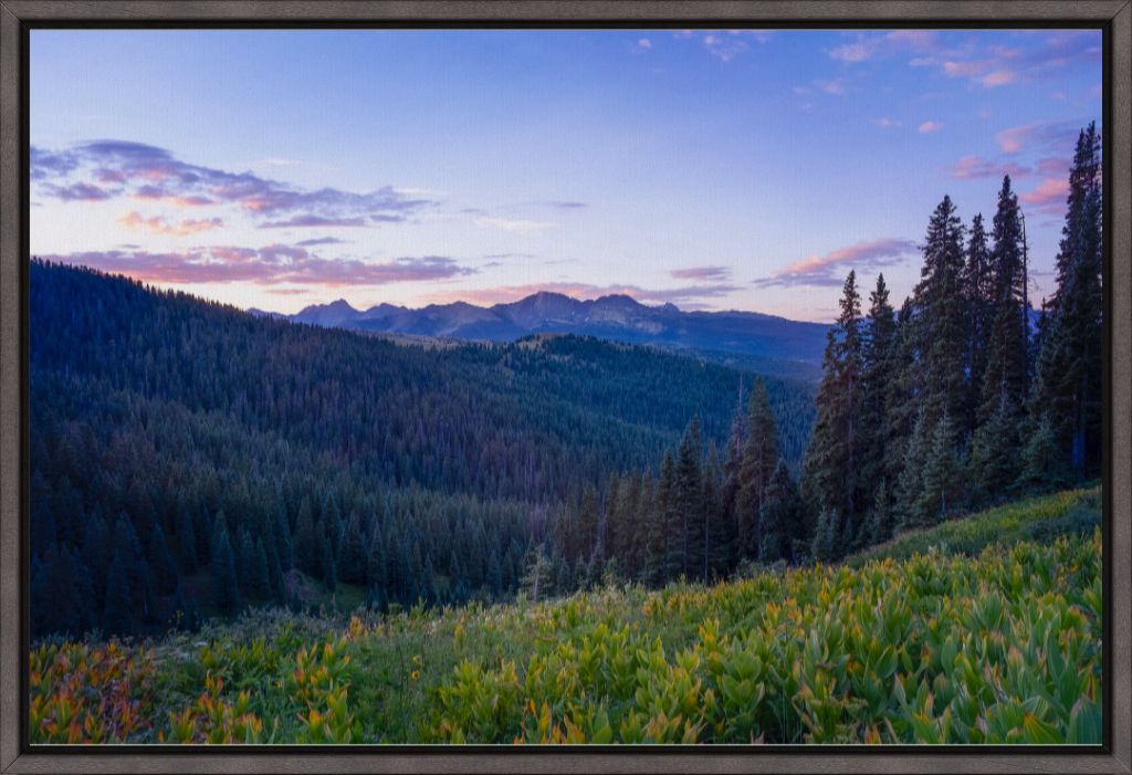 Corn Lily Sunrise I