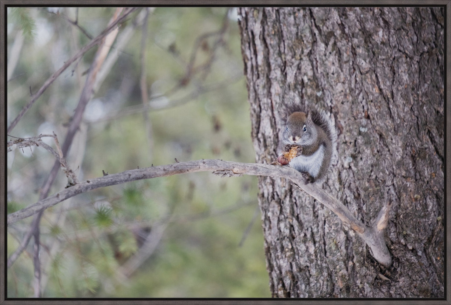 Squirrel & Pine Cone I