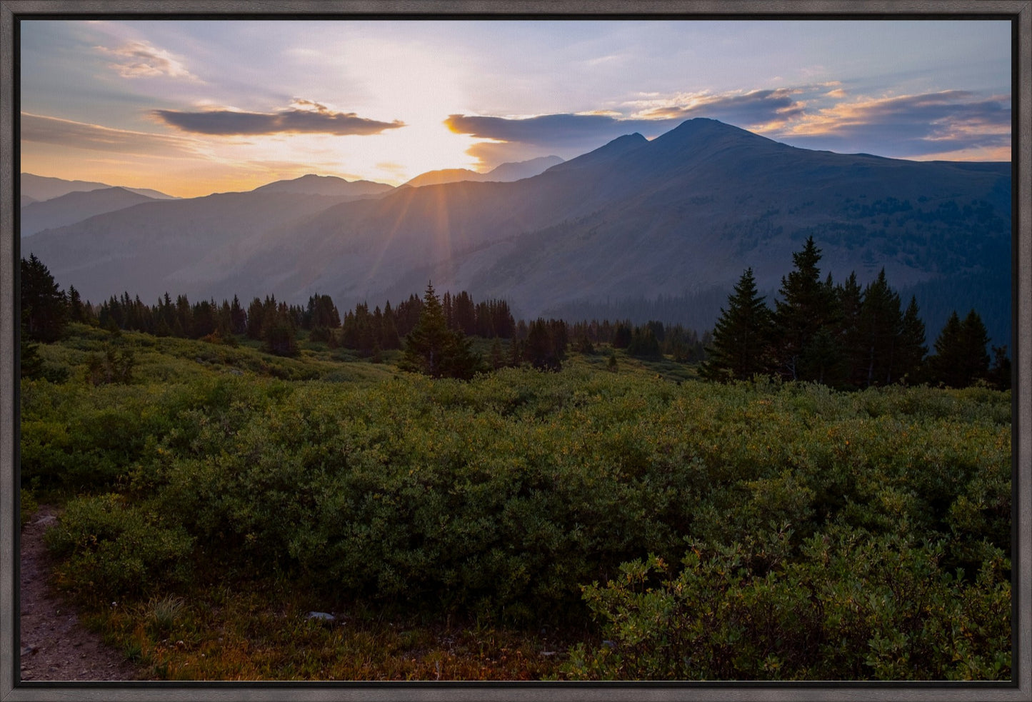 Willow Sunrise