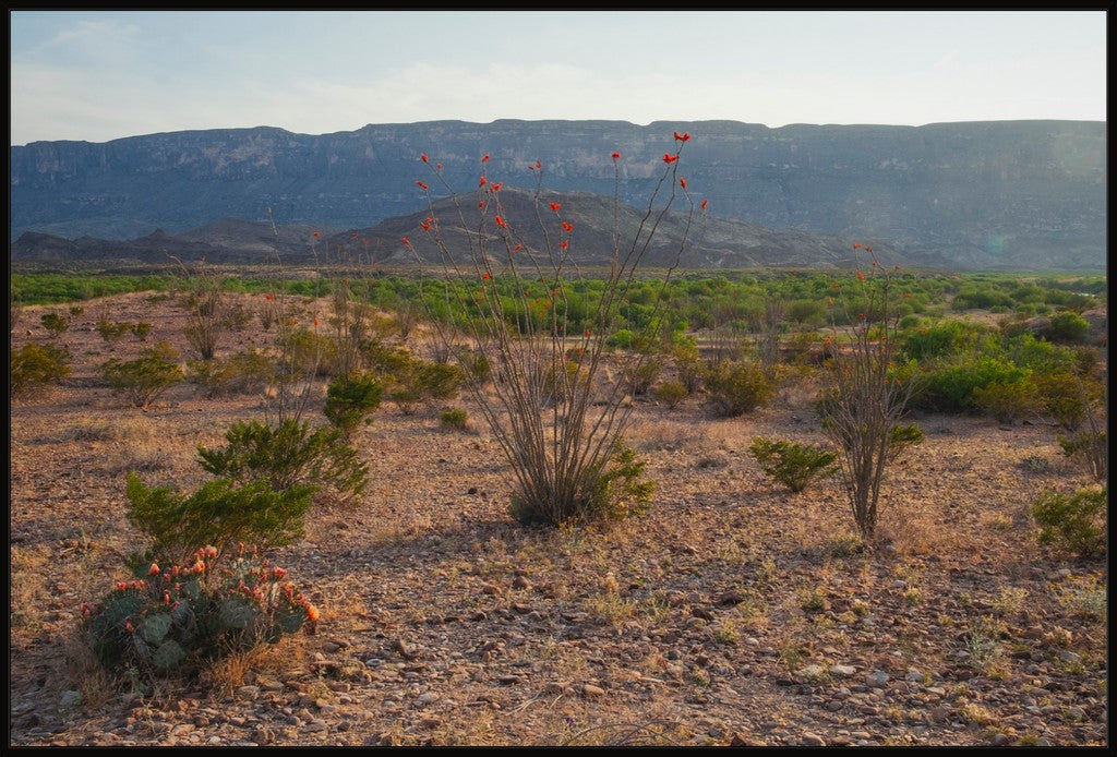 Ocotillo in Mountainscape