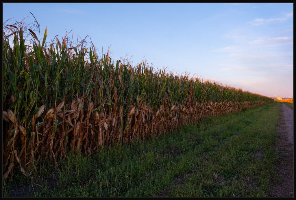 Land of the Tall Corn II