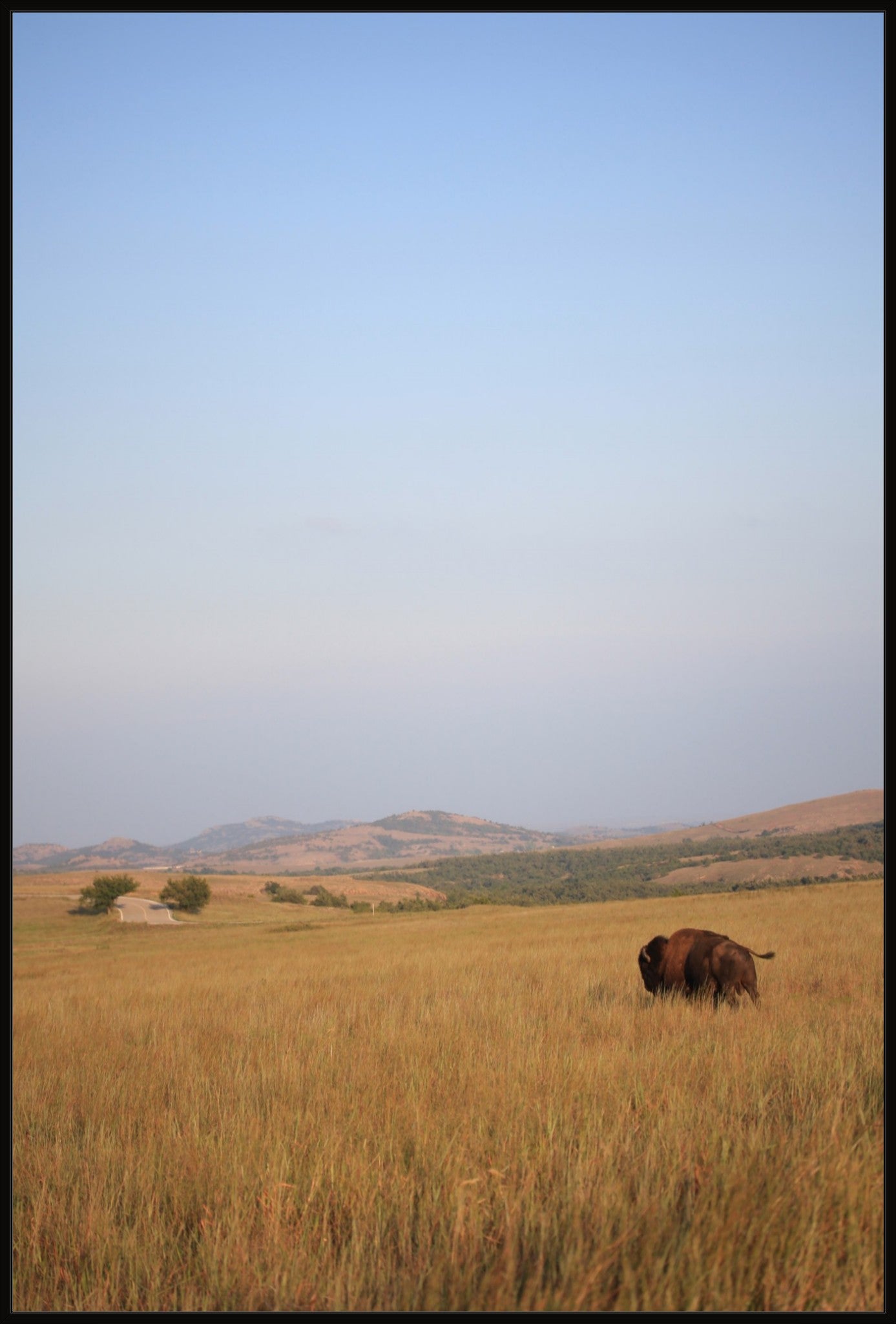 Kansas Bison