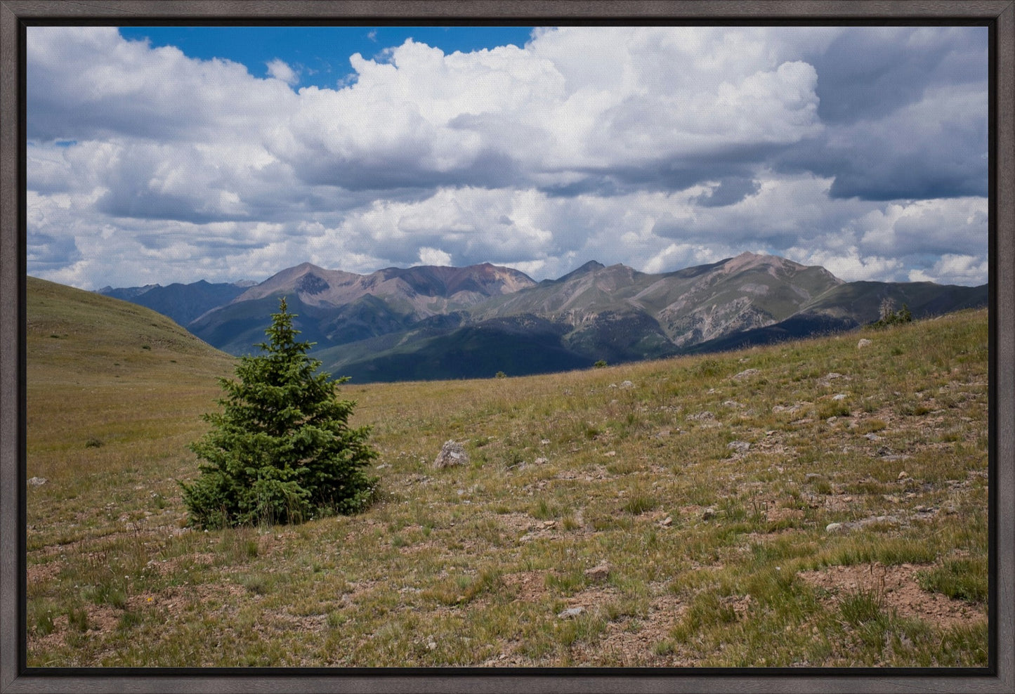 Evergreen Views