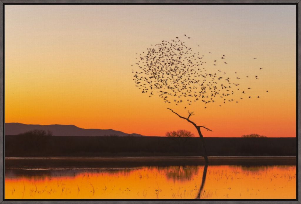 Bosque Morning Glow with Birds