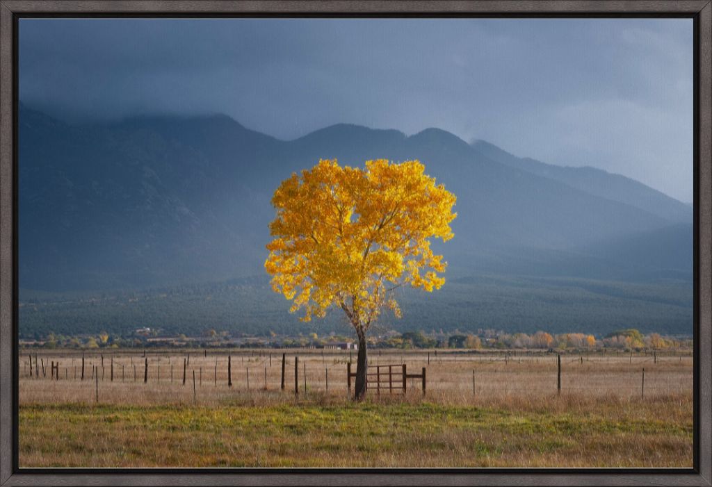 Solitary Cottonwood I