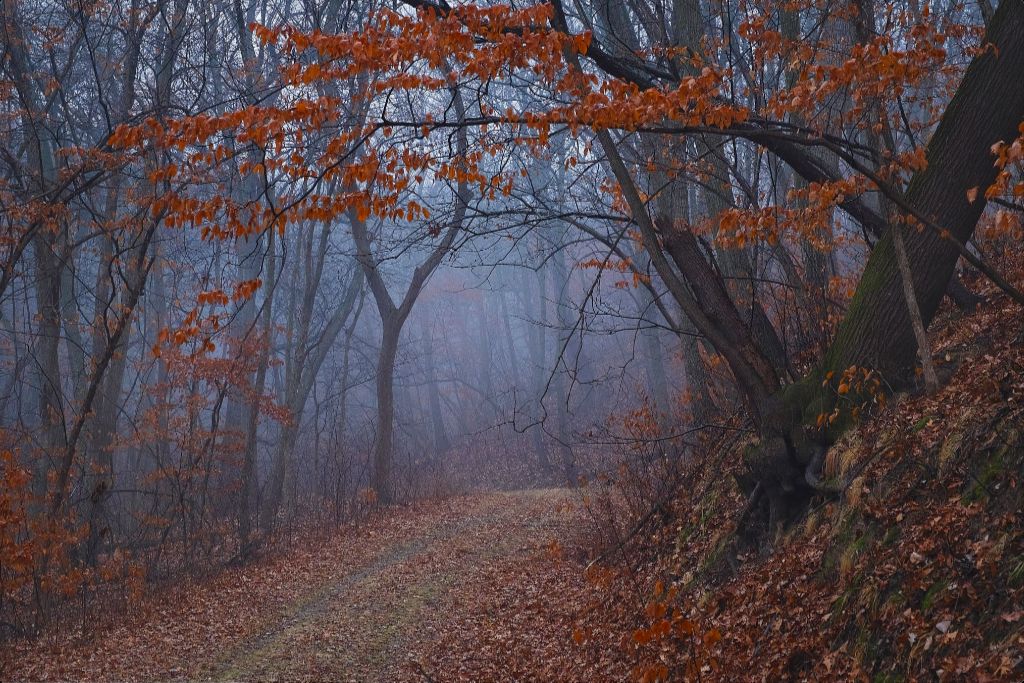 Charity Lake Path in Fog