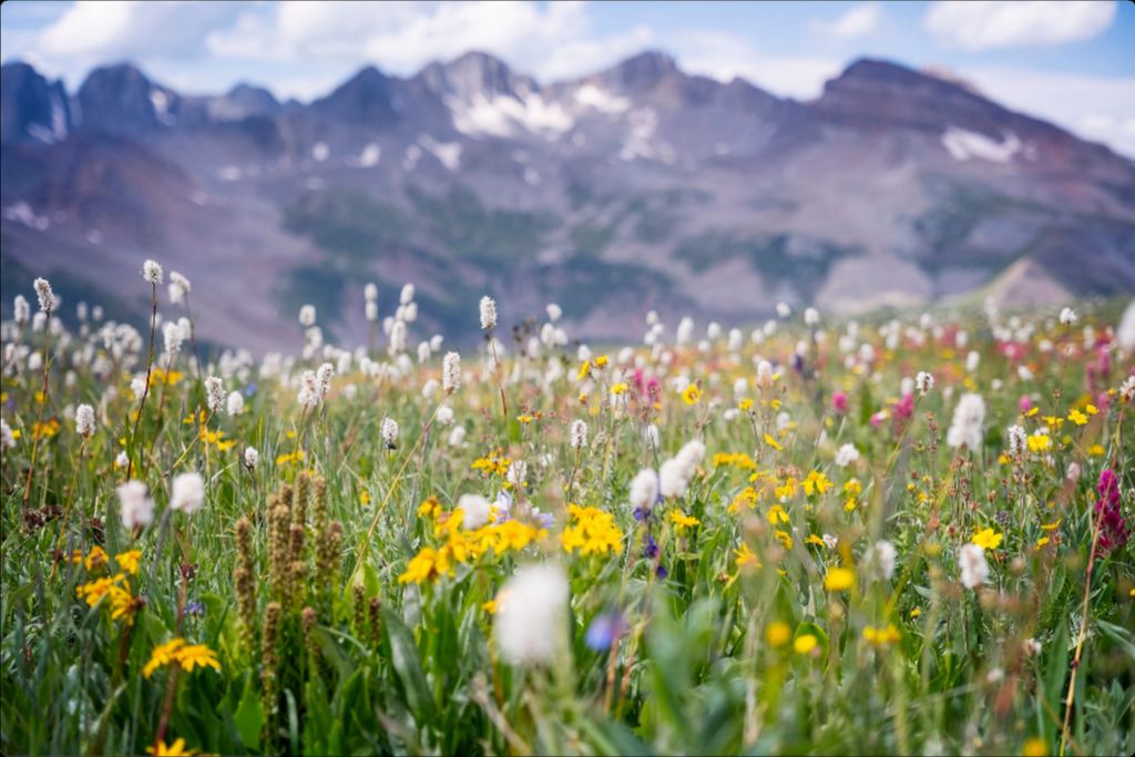 Gold at the End of Indian Trail Ridge