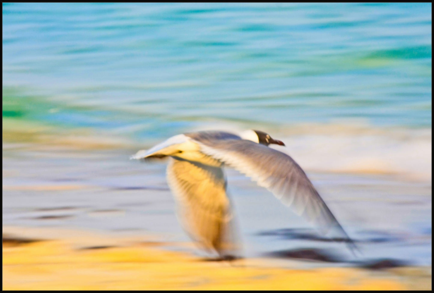 Grand Bahama Gull No. 3