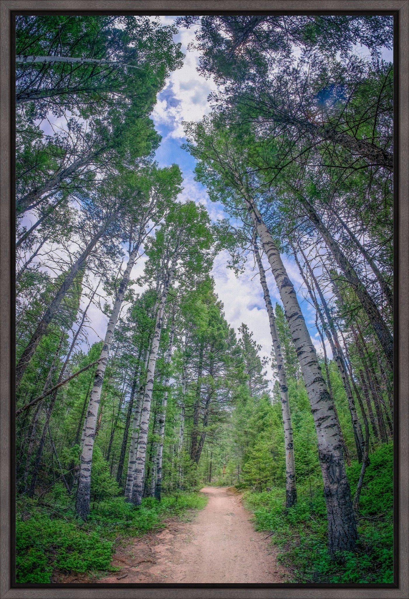 Forest Corridor