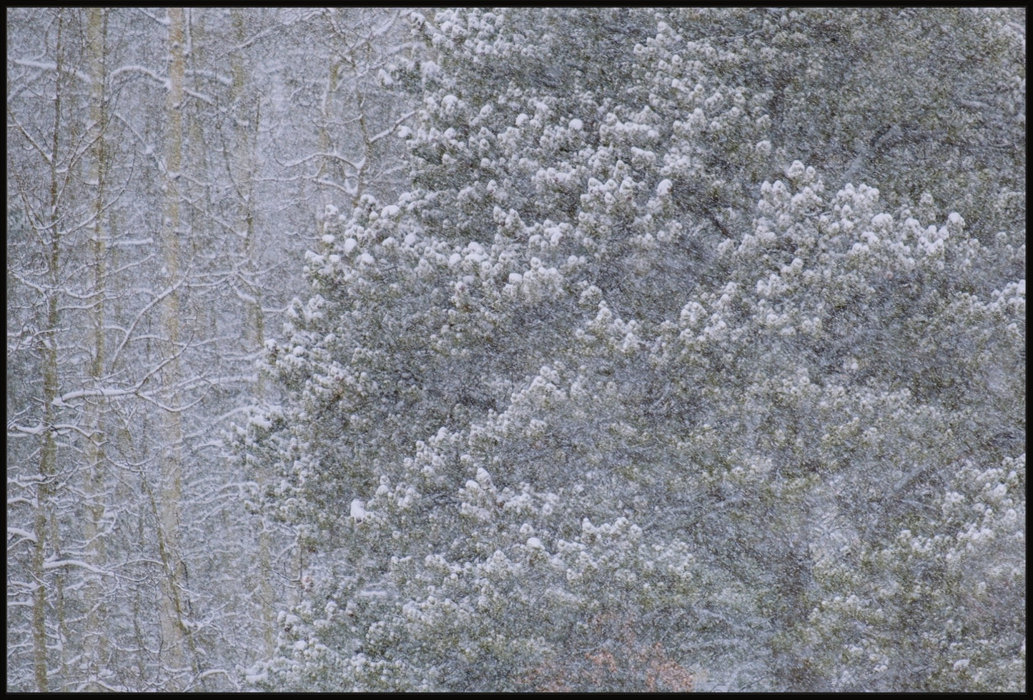 Heavy Snow & Forest Abstract III